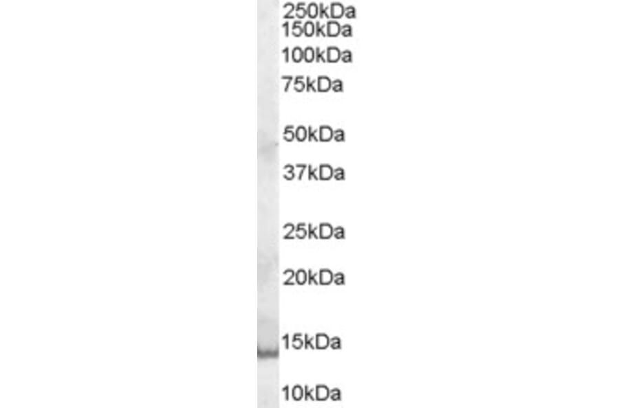 Western Blot - Anti-GCDFP 15 Antibody (A84206) - Antibodies.com