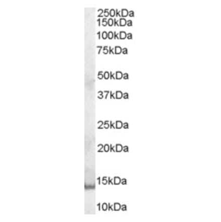 Western Blot - Anti-GCDFP 15 Antibody (A84206) - Antibodies.com