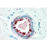 Immunohistochemistry - Anti-GCDFP 15 Antibody (A84206) - Antibodies.com
