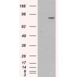 Western Blot - Anti-CTNNA1 Antibody (A84208) - Antibodies.com
