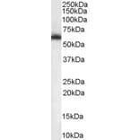 Western Blot - Anti-nmt55/p54nrb Antibody (A84209) - Antibodies.com
