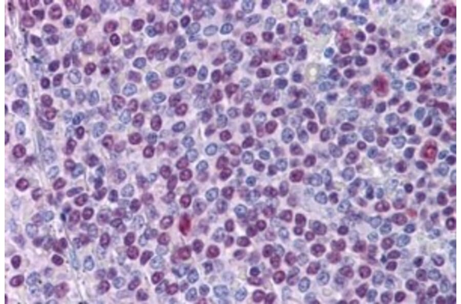 Immunohistochemistry - Anti-nmt55/p54nrb Antibody (A84209) - Antibodies.com