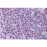 Immunohistochemistry - Anti-nmt55/p54nrb Antibody (A84209) - Antibodies.com