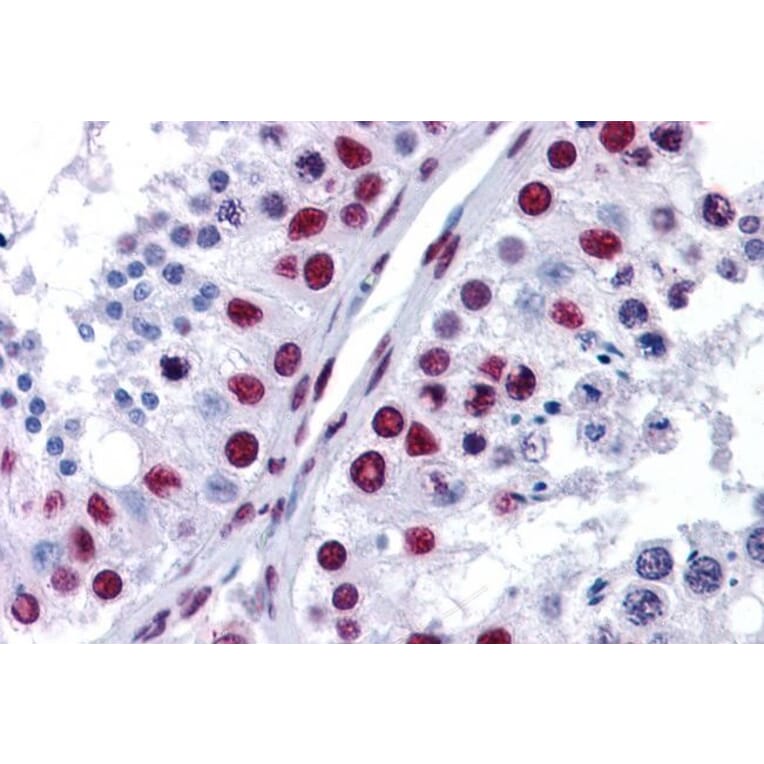 Immunohistochemistry - Anti-nmt55/p54nrb Antibody (A84209) - Antibodies.com