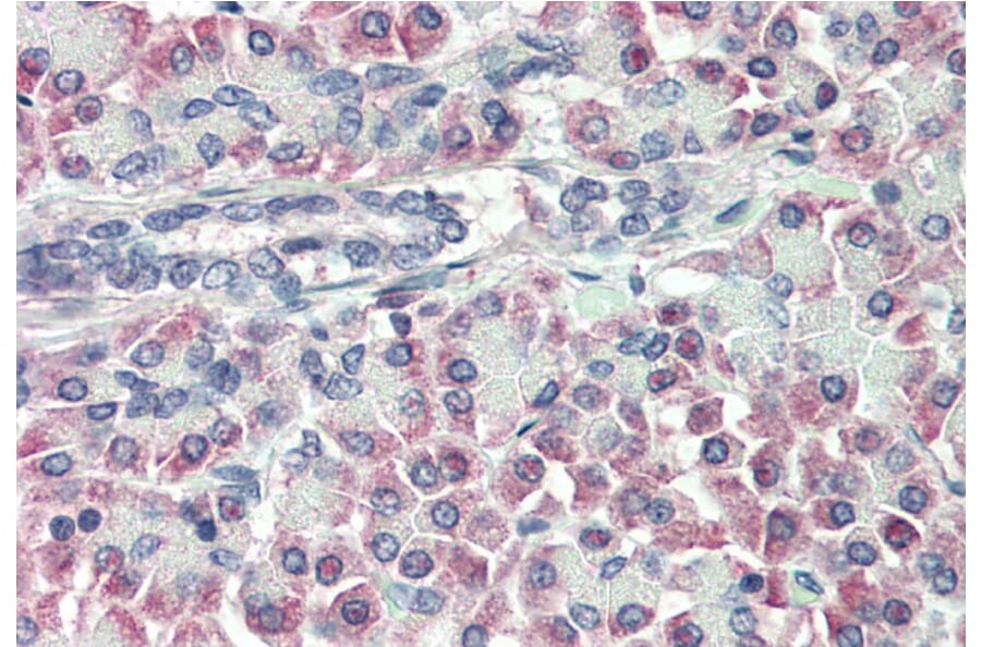 Immunohistochemistry - Anti-Prealbumin Antibody (A84211) - Antibodies.com