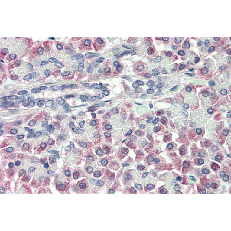 Immunohistochemistry - Anti-Prealbumin Antibody (A84211) - Antibodies.com