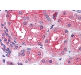 Immunohistochemistry - Anti-Prolyl Endopeptidase Antibody (A84212) - Antibodies.com