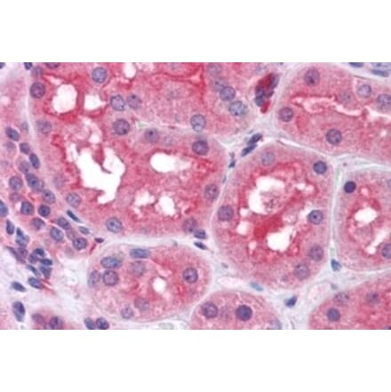 Immunohistochemistry - Anti-Prolyl Endopeptidase Antibody (A84212) - Antibodies.com
