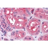 Immunohistochemistry - Anti-Prolyl Endopeptidase Antibody (A84212) - Antibodies.com