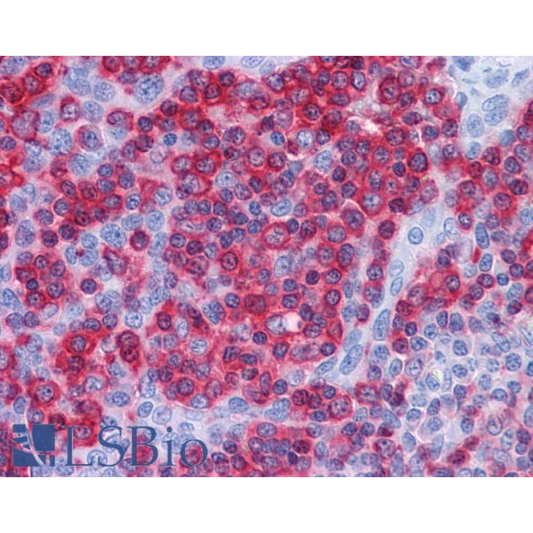 Immunohistochemistry - Anti-Prolyl Endopeptidase Antibody (A84212) - Antibodies.com