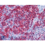 Immunohistochemistry - Anti-Prolyl Endopeptidase Antibody (A84212) - Antibodies.com