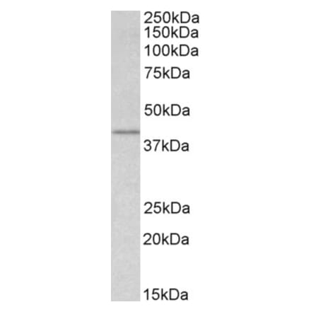 Western Blot - Anti-Wnt3 Antibody (A84213) - Antibodies.com