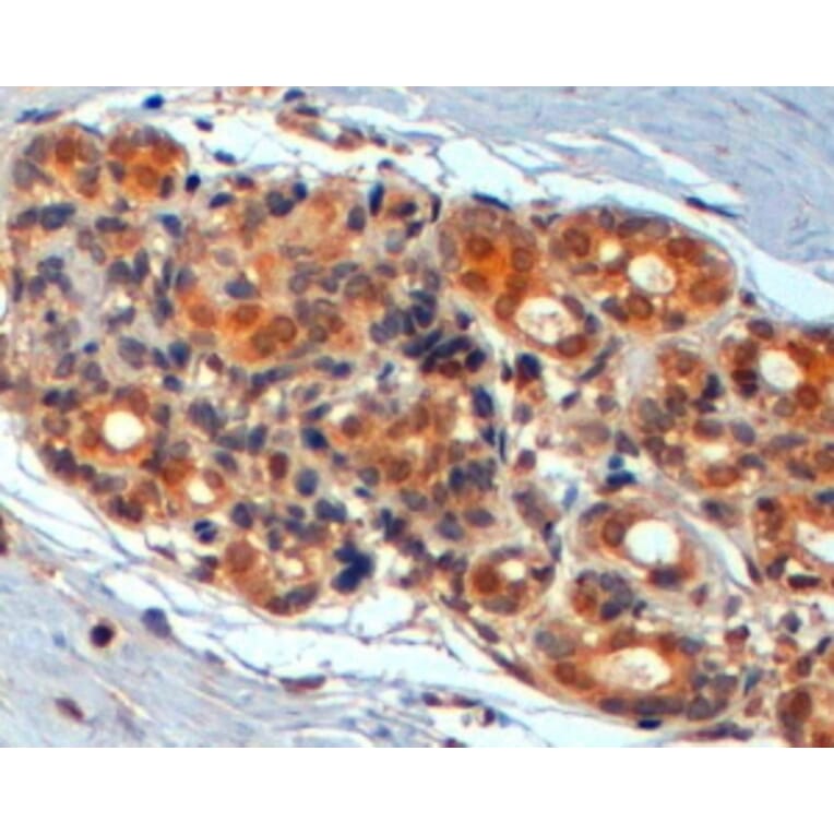 Immunohistochemistry - Anti-Wnt3 Antibody (A84213) - Antibodies.com