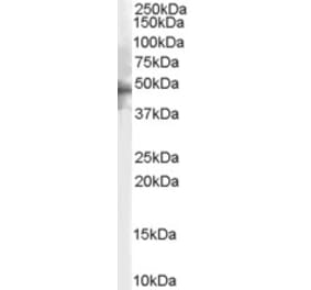 Western Blot - Anti-HTR1B Antibody (A84214) - Antibodies.com