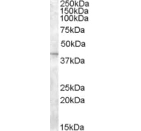 Western Blot - Anti-SLC24A5 Antibody (A84216) - Antibodies.com