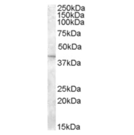 Western Blot - Anti-SLC24A5 Antibody (A84216) - Antibodies.com