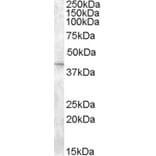Western Blot - Anti-SLC24A5 Antibody (A84216) - Antibodies.com