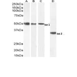 Western Blot - Anti-Chromogranin A Antibody (A84217) - Antibodies.com