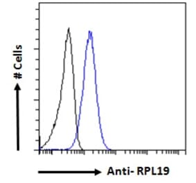 Flow Cytometry - Anti-RPL19 Antibody (A84219)