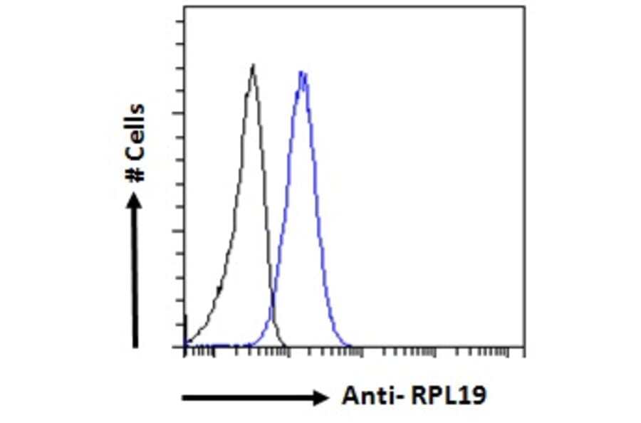 Flow Cytometry - Anti-RPL19 Antibody (A84219)