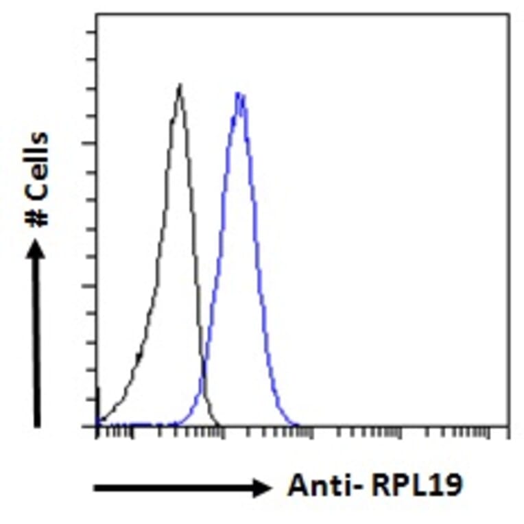 Flow Cytometry - Anti-RPL19 Antibody (A84219)