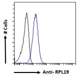 Flow Cytometry - Anti-RPL19 Antibody (A84219)