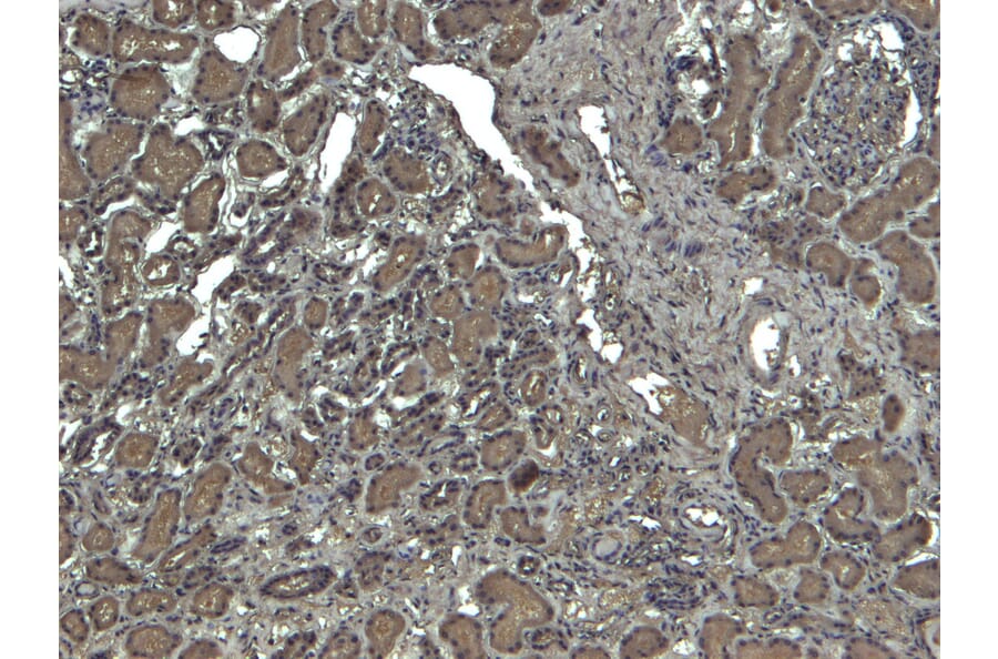 Immunohistochemistry - Anti-Catalase Antibody (A84220) - Antibodies.com