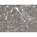 Immunohistochemistry - Anti-Catalase Antibody (A84220) - Antibodies.com