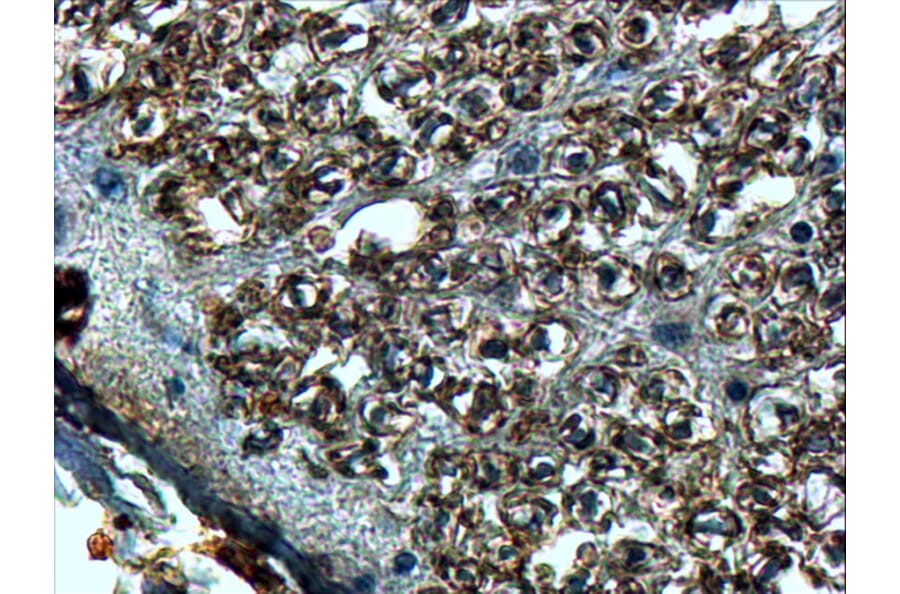 Immunohistochemistry - Anti-Slit2 Antibody (A84221) - Antibodies.com