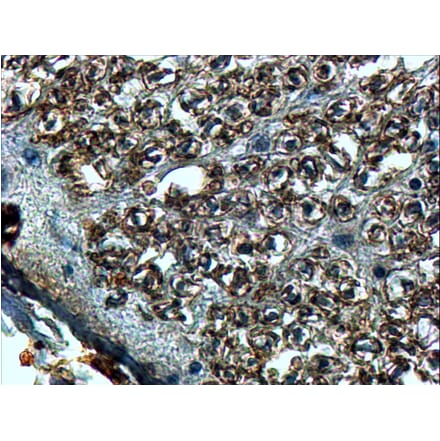 Immunohistochemistry - Anti-Slit2 Antibody (A84221) - Antibodies.com