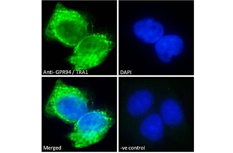 Immunofluorescence - Anti-GRP94 Antibody (A84222) - Antibodies.com