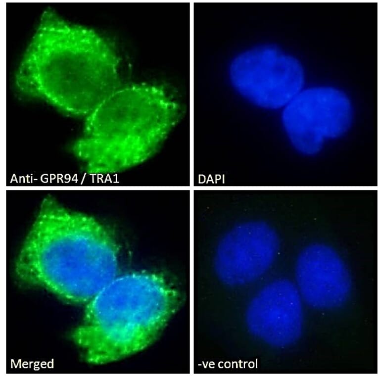 Immunofluorescence - Anti-GRP94 Antibody (A84222) - Antibodies.com