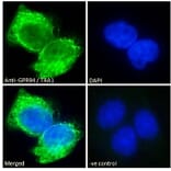 Immunofluorescence - Anti-GRP94 Antibody (A84222) - Antibodies.com