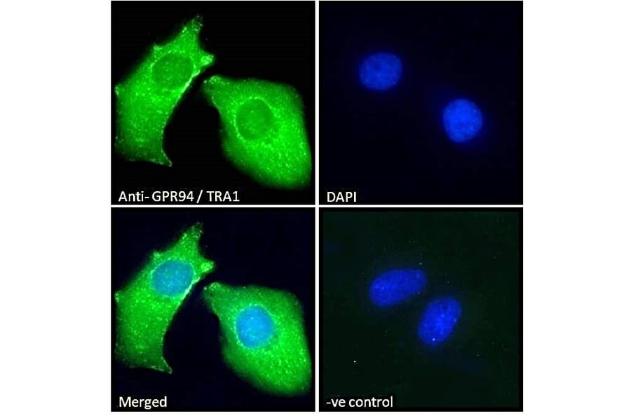 Immunofluorescence - Anti-GRP94 Antibody (A84222) - Antibodies.com