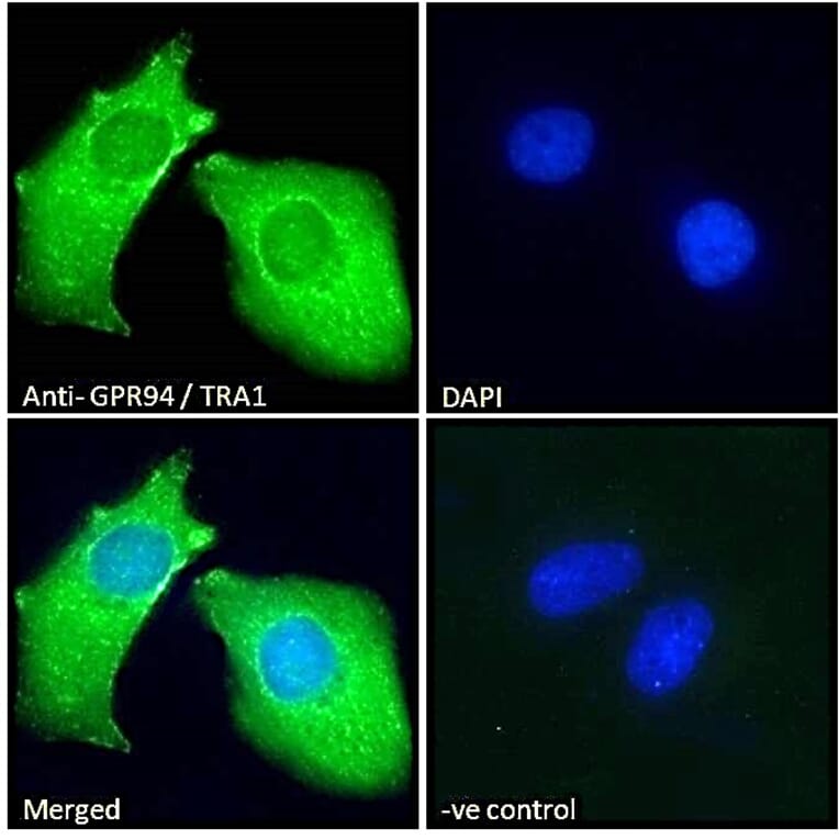 Immunofluorescence - Anti-GRP94 Antibody (A84222) - Antibodies.com