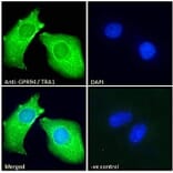 Immunofluorescence - Anti-GRP94 Antibody (A84222) - Antibodies.com