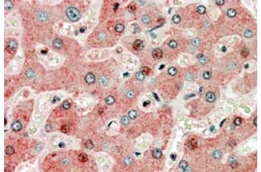 Immunohistochemistry - Anti-GRP94 Antibody (A84222) - Antibodies.com