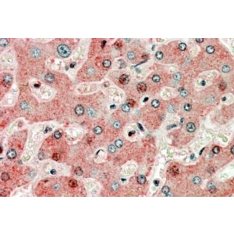 Immunohistochemistry - Anti-GRP94 Antibody (A84222) - Antibodies.com