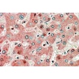 Immunohistochemistry - Anti-GRP94 Antibody (A84222) - Antibodies.com