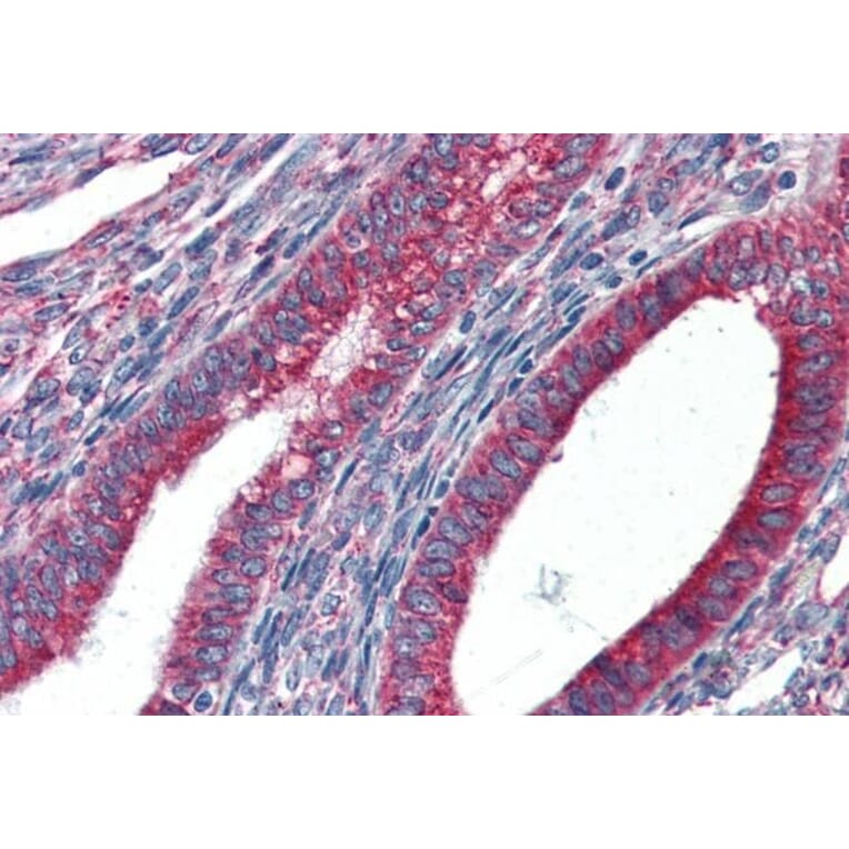 Immunohistochemistry - Anti-GRP94 Antibody (A84222) - Antibodies.com