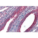 Immunohistochemistry - Anti-GRP94 Antibody (A84222) - Antibodies.com
