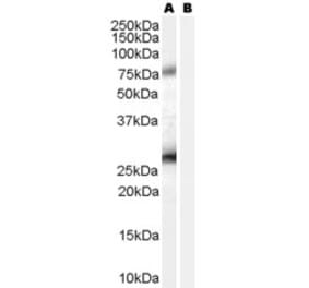 Western Blot - Anti-RCAS1 Antibody (A84223) - Antibodies.com