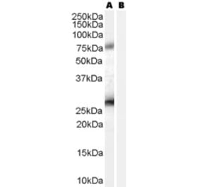 Western Blot - Anti-EBAG9 Antibody (A84223) - Antibodies.com