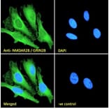 Immunofluorescence - Anti-NMDAR2B Antibody (A84224) - Antibodies.com