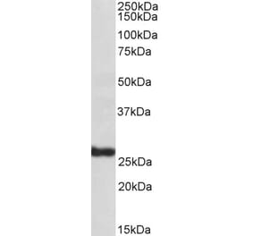 Western Blot - Anti-SILV Antibody (A84225) - Antibodies.com