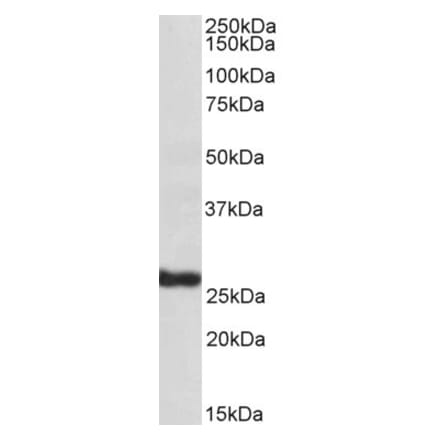 Western Blot - Anti-SILV Antibody (A84225) - Antibodies.com
