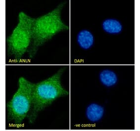 Immunofluorescence - Anti-Anillin Antibody (A84226) - Antibodies.com