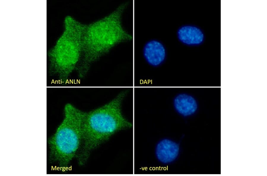 Immunofluorescence - Anti-Anillin Antibody (A84226) - Antibodies.com