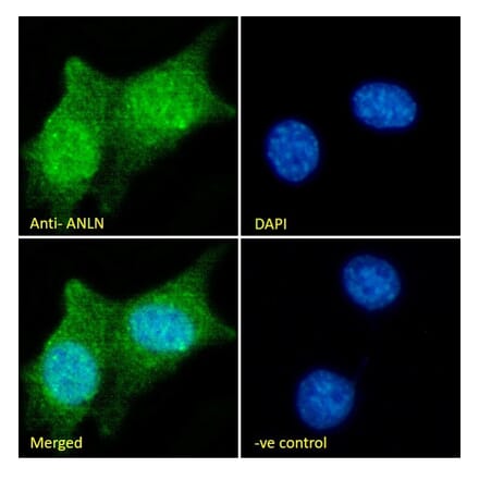 Immunofluorescence - Anti-Anillin Antibody (A84226) - Antibodies.com