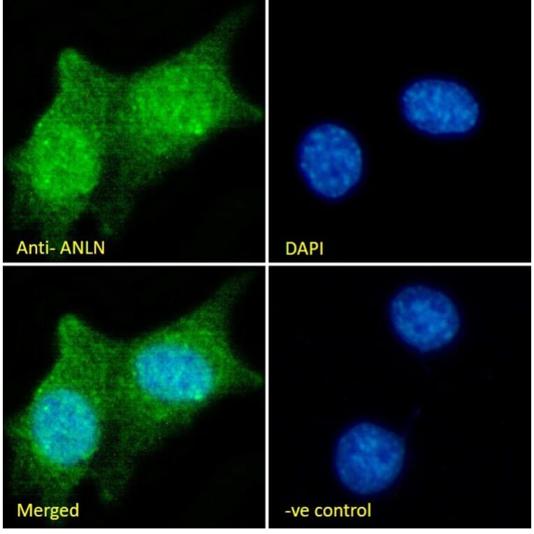 Immunofluorescence - Anti-Anillin Antibody (A84226) - Antibodies.com